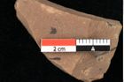 Foto (Detailansicht) von Asterocalyx styriacus Ettingshausen (NHMW-GEO-2024-0188-0425)